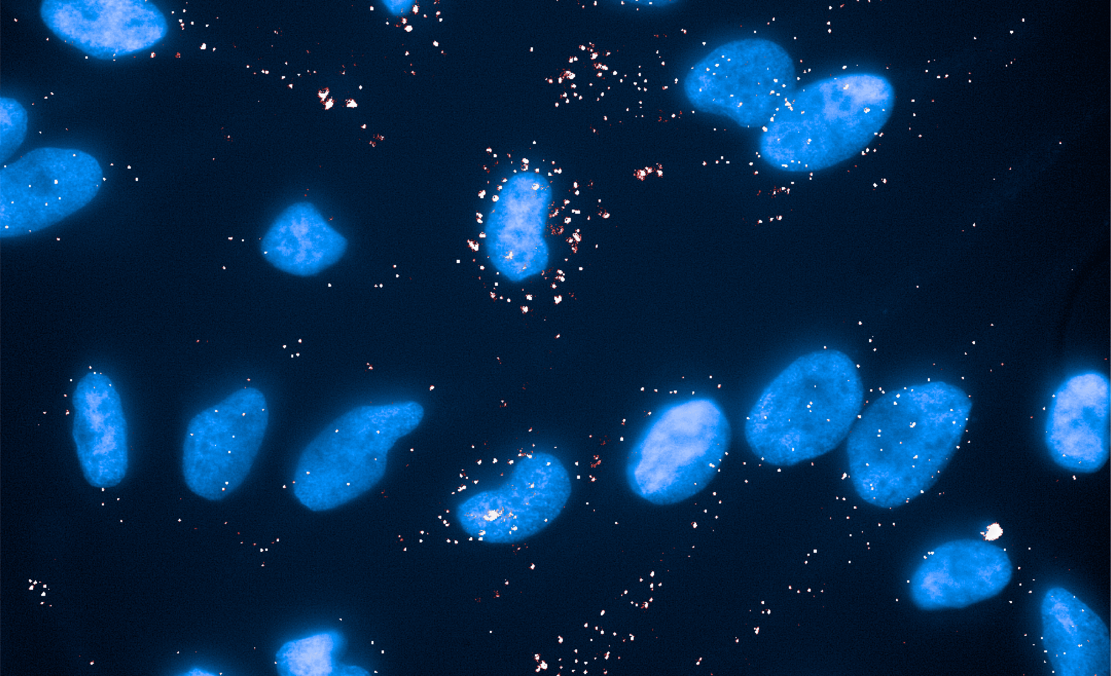 Cell Surface RBP Imaging