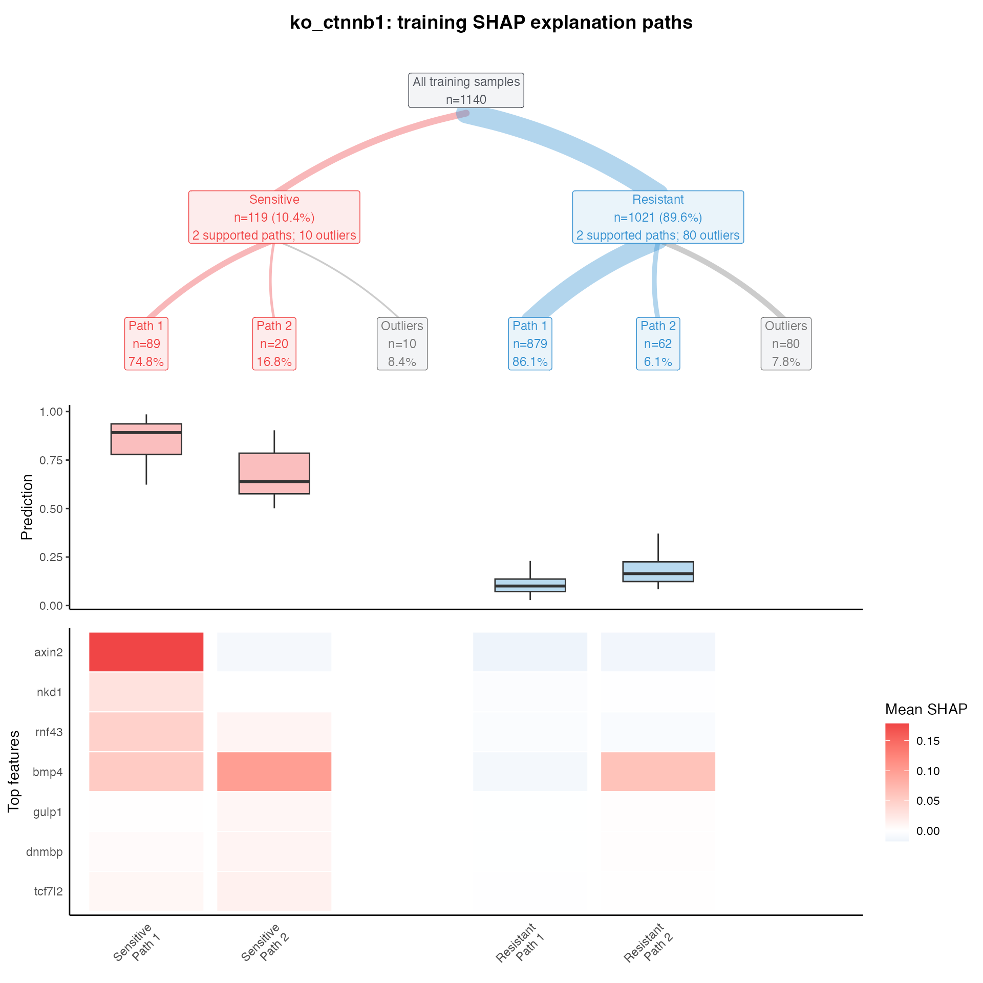 CTNNB1 explanation-path figure showing path hierarchy, prediction distributions, and path-specific SHAP features.